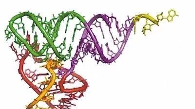 曹雪涛团队发现调控免疫功能的全新RNA分子,在遗传物质“认知黑洞“中领航