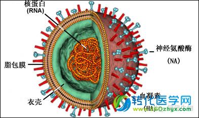 NIH推出最大的，关注与HIV相关的心血管疾病的临床研究