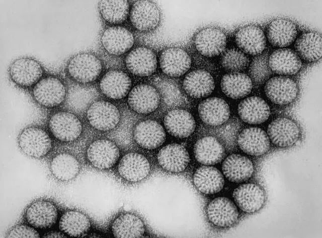 Cell Host & Micro:人类肠道微生物组或能影响机体对轮状病毒的反应