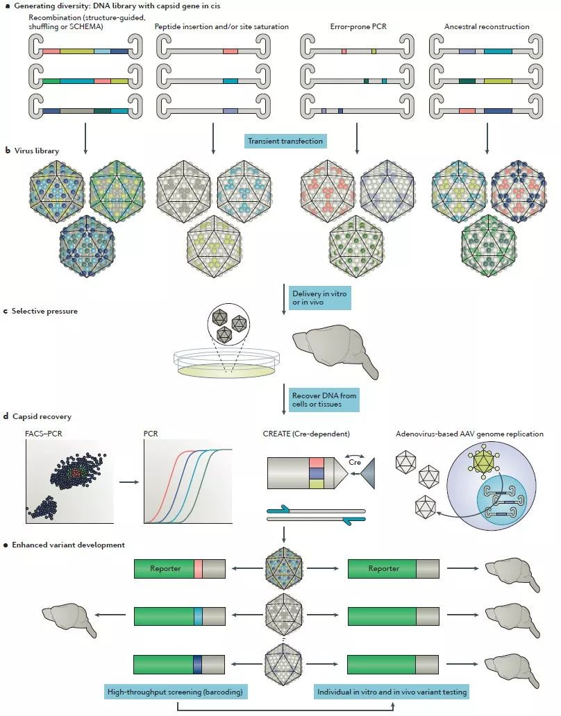 Nature Reviews:AAV基因治疗神经系统疾病的进展与挑战丨医麦新观察