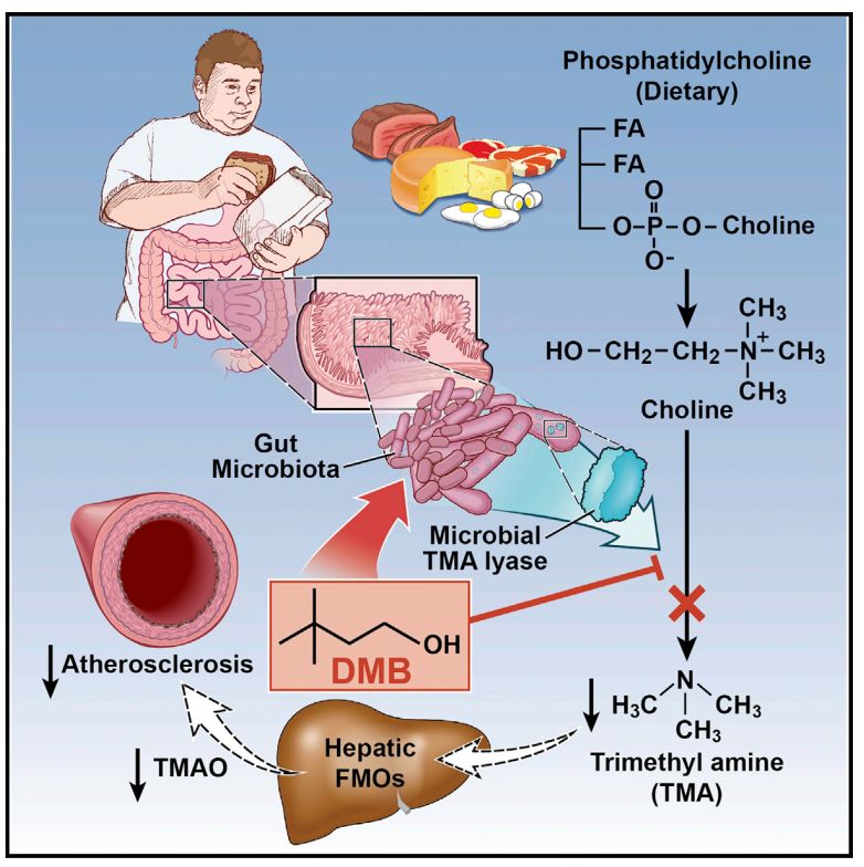 靶向肠道菌群代谢——从科研到临床,从Cell到Nature Medicine!